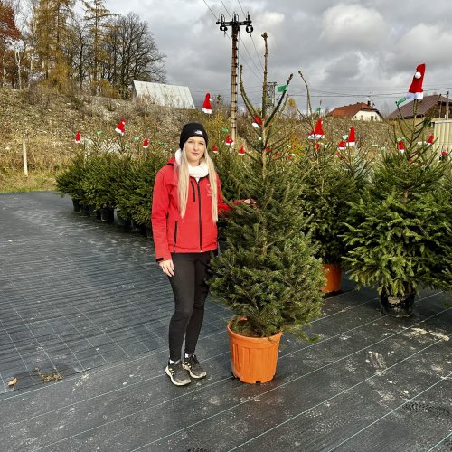 Smrek obyčajný (Picea abies) - výška 160-190 cm, kont. C25L